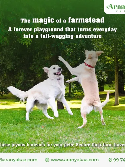 A farmstead is a forever playground for your pets, turning every day into a tail-wagging adventure. Open these joyous horizons for them and secure their farm haven now.