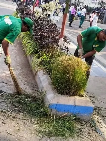 After trimming the ornamental grasses, my team sweeps up the cuttings. This final step is important for maintaining a clean and professional look for the public and corporate landscapes I manage.