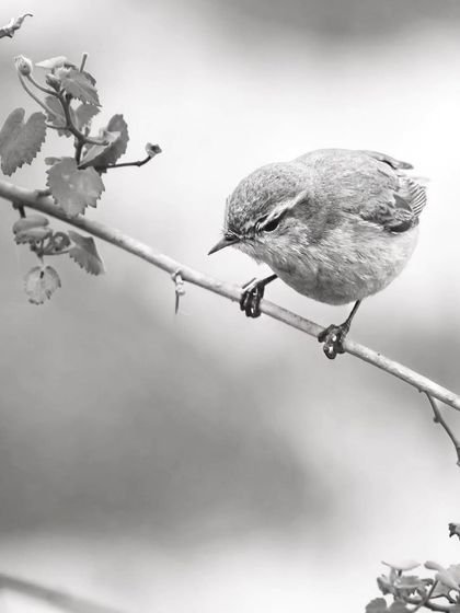A Common Chiffchaff, a small and subtle winter migrant, photographed in black and white in Gurgaon.