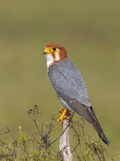 A full-body portrait of the Red-necked Falcon, showing its sleek, powerful build.