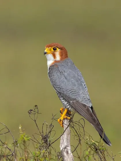 A Red-necked Falcon perched on a dry twig, ever watchful of its surroundings. The clean background helps to isolate the subject beautifully.