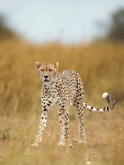 A cheetah in the African grasslands, its slender frame built for speed. While not a leopard, it represents another of Africa's iconic big cats I have had the privilege to photograph.