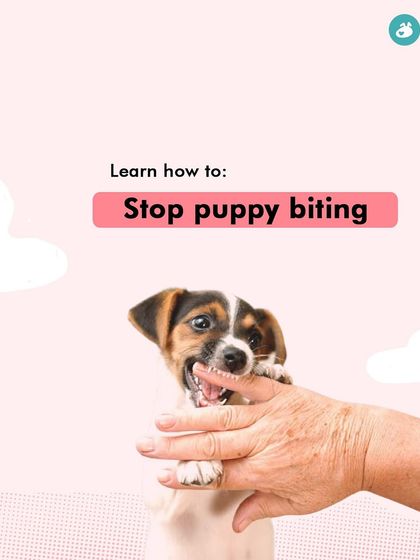 Garima Tomar - Dog Training & Behavior Consultation Puppy Foundations: Start Them Right photo 12