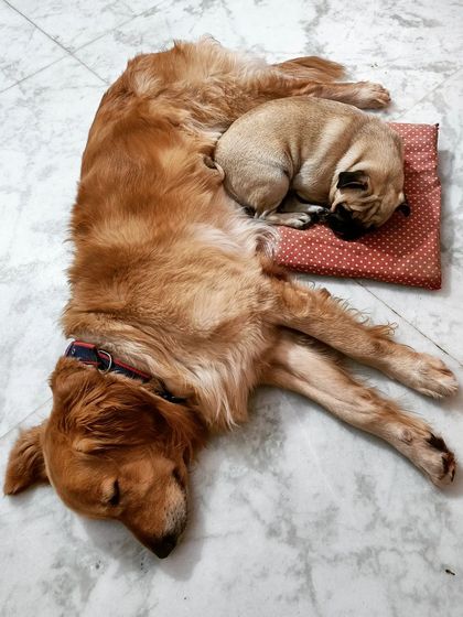 Jazzy's Pet Care - Doggy Daycare A Day in the Life: Play & Rest photo 13