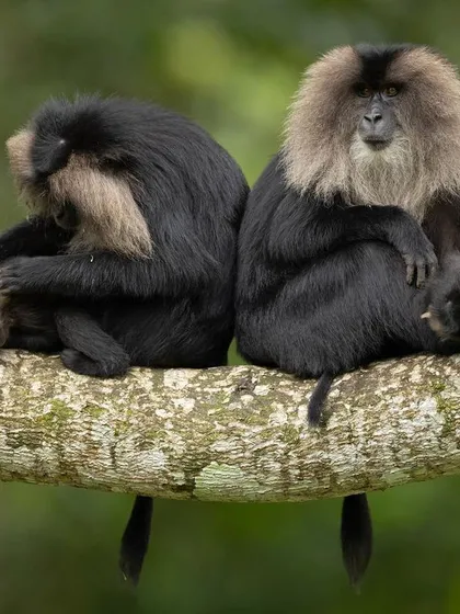 A duplicate of image 121, this portrait highlights the magnificent silver-white mane that gives the Lion-tailed Macaque its name.