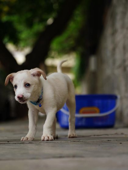 PL Paws - Animal Rescue & Rehabilitation Happy Tails: Our Adoption Stories photo 59