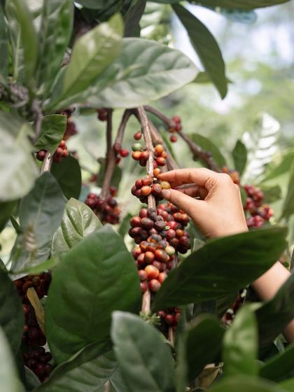 A hand picking fresh coffee cherries, representing the rich coffee-growing heritage of Coorg. This image highlights the farm-to-table essence of the Kodava cuisine we showcased.