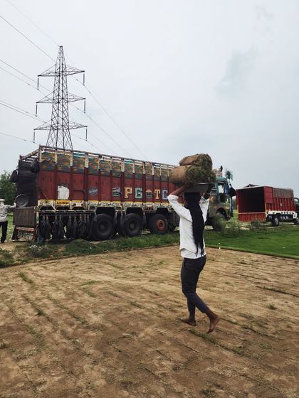 Delhi Gardner - Wholesale Plant & Turf Supply Natural Grass Turf: From Our Farm to Your Project photo 29