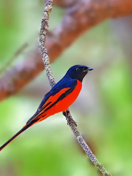 A male Scarlet Minivet is perched on a thin, dry branch. The simple composition allows the viewer to fully appreciate the bird's incredibly vibrant red and black plumage.