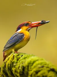Nature and Wildlife Photography