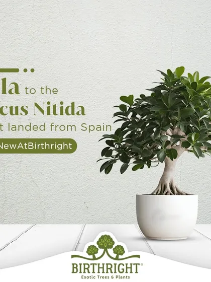 Just landed from Spain, our Ficus Nitida bonsai brings a touch of Mediterranean elegance. Its glossy leaves and strong form make it a sophisticated new addition to our collection.