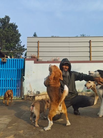 This Beagle is demanding his share of the love. No one gets left out here.