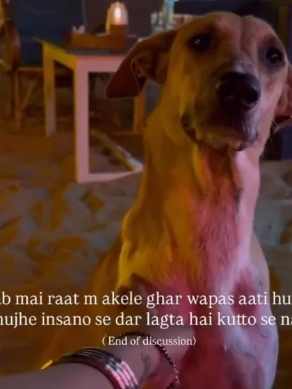Let's be honest. When I walk home alone at night, it's not the dogs I'm afraid of. This is the reality for so many of us. So tell me again how stray dogs are the biggest threat on our streets.