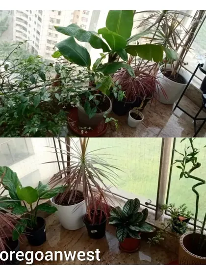 This collage from a Goregaon West home shows how regular maintenance keeps plants looking their best. The 'After' images display well-pruned, vibrant foliage, a testament to our Annual Maintenance Contract (AMC) service.