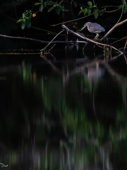 This Striated Heron was fishing in the low light of Singapore's Eco-Lake. I underexposed the image significantly to turn the water and shadows into a deep black, creating a moody, low-key scene that focuses on the bird and its reflection.