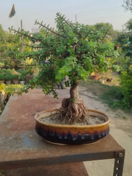 Another Jade bonsai, this one in a classic brown ceramic bonsai dish. With time and care, these can become stunning miniature trees.