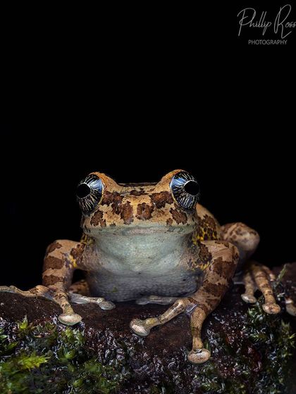 The Star eyed Tree Frog, named for the incredible pattern in its eyes. This endemic frog is a jewel of the high elevation shola forests.