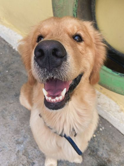 A close-up of this handsome Golden Retriever. Look at that sweet face.