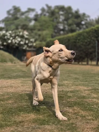 A candid shot of a Labrador mid-trot, happy and content after a good play session. The freedom to run and explore is a core part of the Pet Lovers Hut experience.
