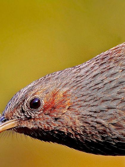 A detailed close-up of a Streaked Laughingthrush, focusing on its head. The fine streaks on its plumage and the soft, subtle coloration around its eye are captured with perfect sharpness.