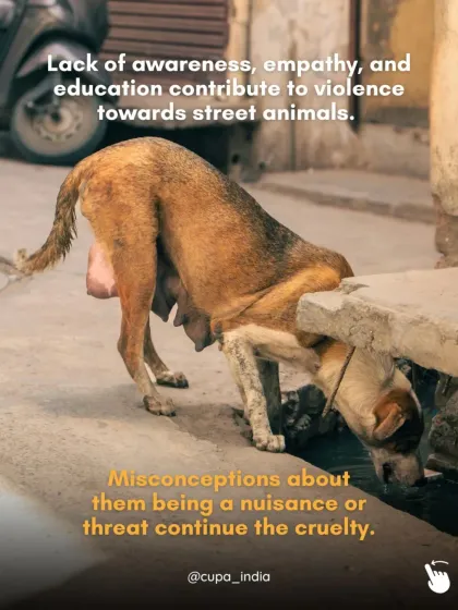 Cupa - Animal Cruelty Legal Aid & Advocacy Building a Compassionate Community photo 8