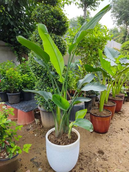 A Bird of Paradise potted in a clean white ceramic pot, ready to be placed in a bright corner of a living room or office.