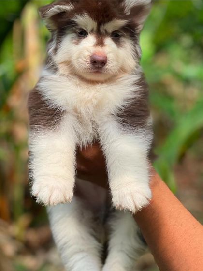 A frontal view of a brown and white Husky puppy. His coat is exceptionally thick and he has a very sweet but strong look.