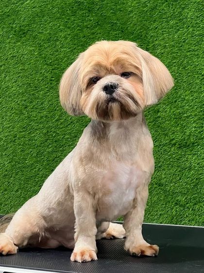 Pets Forever - Full Service Dog Grooming Shih Tzu Styling: My Specialty photo 17