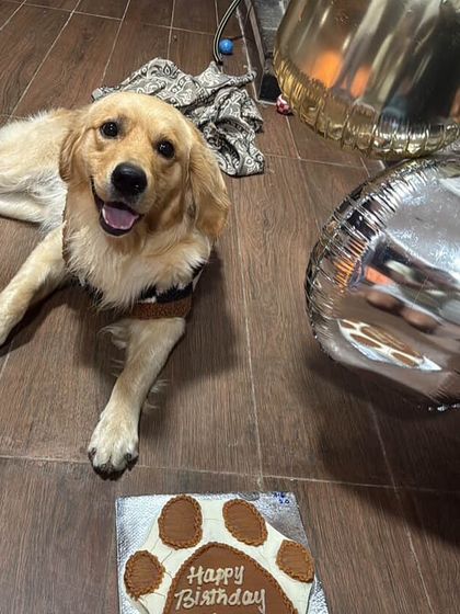 Look at that happy smile. Sky is celebrating with our bestselling Pawsome Cake, a paw-shaped delight that’s a favorite among our golden retriever friends.