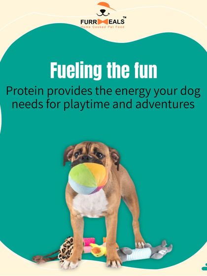 This series breaks down the many roles of protein. It fuels fun and adventures, builds strong muscles, boosts the immune system, supports happy joints, and contributes to a shiny skin and coat.