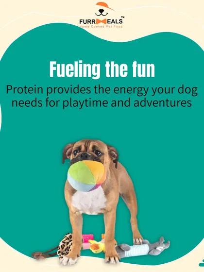 This extensive library of educational content covers everything a pet parent needs to know, from the benefits of turmeric and moringa to tips for hydration, sleep, dental health, and raising a new puppy.