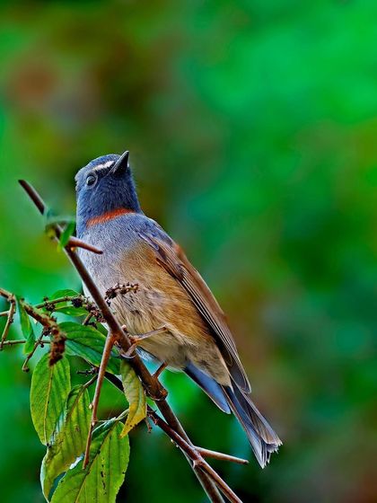 A Rufous-gorgeted Flycatcher is perched among the leaves of a bush. The wider shot shows the bird in its preferred habitat, likely waiting for an insect to fly by.