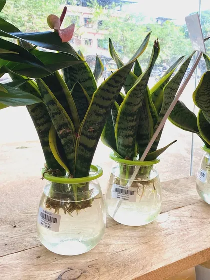 These Snake Plants are thriving in water, which is a great low-maintenance way to keep them. They are one of the best air-purifying plants for your home.