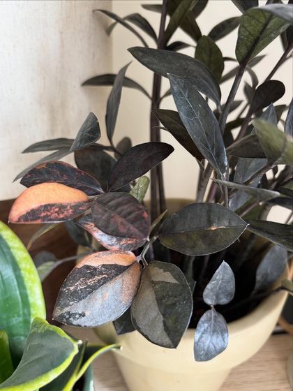 This is a close-up of the 'Chameleon' ZZ plant, a rare variety where new leaves emerge in a peachy-orange color before turning dark green. It's a cool, unique twist on a classic favorite.