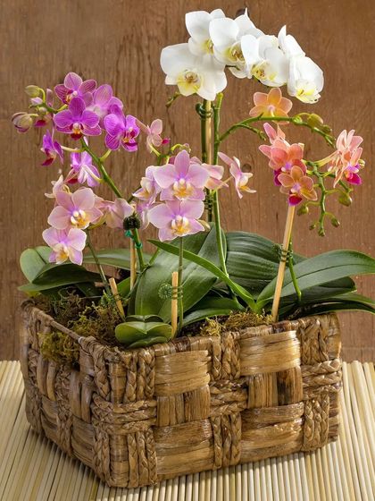 A beautiful arrangement of Phalaenopsis orchids in multiple colors, presented in a rustic woven basket. This makes a perfect, long-lasting gift for any occasion.