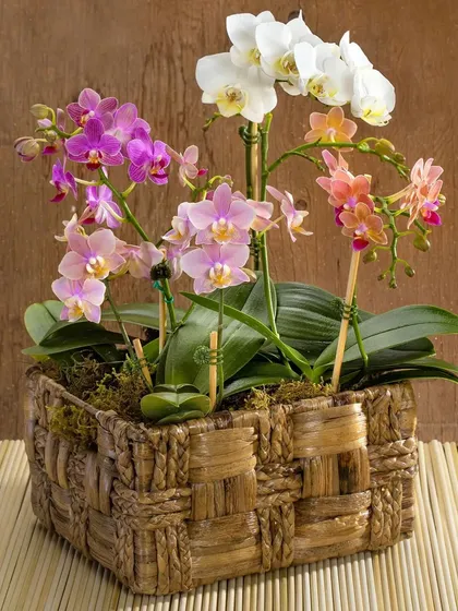 Plants make the best gifts. This beautiful basket features a curated arrangement of our finest Phalaenopsis orchids, perfect for celebrating a special occasion or simply brightening someone's day with a gift that continues to grow.