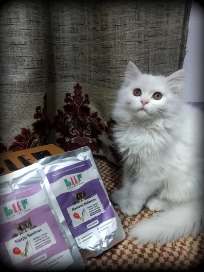 A beautiful white Persian cat posing with her favorite Mackerel and Sardine flavored meals. Making a cat's day is my goal.