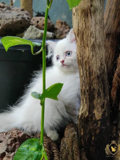 Can you handle this level of cuteness? This little white Persian kitten with stunning blue eyes is exploring our green catio. We focus on raising healthy, curious kittens who are ready to play and discover the world.
