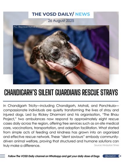 In Chandigarh Tricity, compassionate individuals are transforming the lives of stray dogs through "The Bhau Project." Offering free medical care, transport, and adoption facilitation, they prove that community-driven solutions make a real difference.