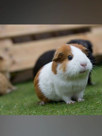 This cute brown and white guinea pig is enjoying some time outdoors. We provide our small pets with safe opportunities for exercise and enrichment.