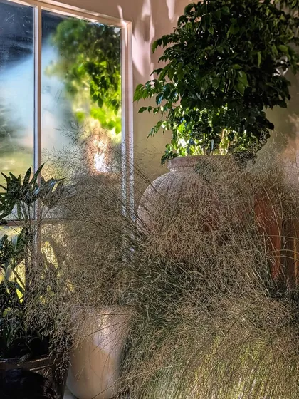 Another shot from the Anita Dongre preview, showcasing how we layered different plants and pots to create a sense of depth and abundance. The soft lighting and feathery grasses helped us achieve a truly magical and enchanting atmosphere.