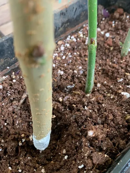 A close-up showing a mulberry cutting after being treated with rooting hormone, ready to be planted to grow a new tree.