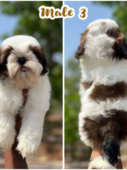 This male Shih Tzu puppy has a charming face and beautiful dark markings around his eyes. He is healthy, vaccinated, and ready for his forever home.