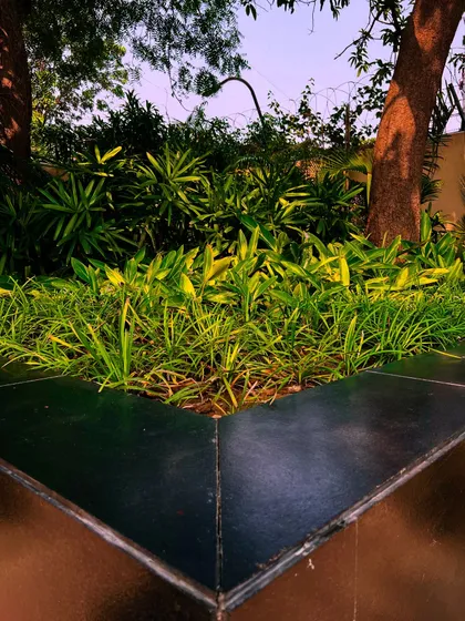 A built-in planter at the base of a large tree, filled with grasses and ground cover, seamlessly integrates the tree into the hardscape.