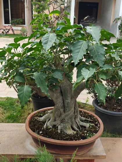 The twisted Bodhi bonsai in its home setting, surrounded by other plants. It stands as a centerpiece, radiating a sense of calm and spiritual energy.