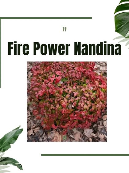 Design Details & Garden Care photo 21