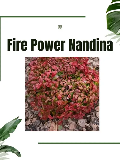 This graphic features Fire Power Nandina, a shrub known for its fiery red foliage, perfect for adding a splash of color.