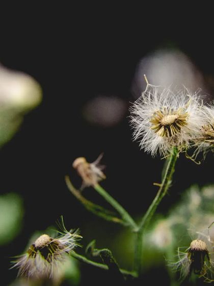 Zahid Moledina - Photography The World Up Close: Nature & Macro photo 27