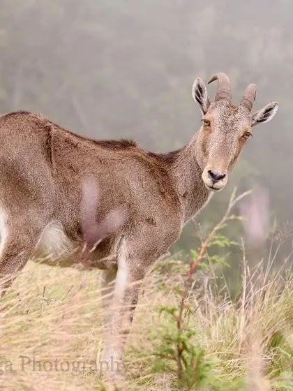 A Nilgiri Tahr stands watchfully in the mist-covered high ranges. This endangered wild goat is perfectly adapted to its home of wind-swept rocky crags and grasslands.