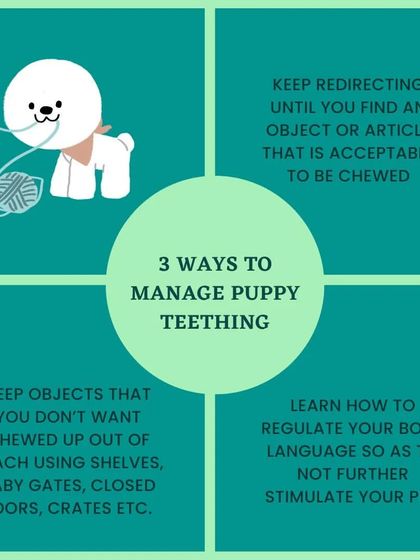 Furry Story - Dog Training & Behavior Consultation Puppy Foundations: A Great Start photo 9